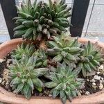 Pachyphytum compactum Liść