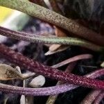 Helleborus niger 樹皮