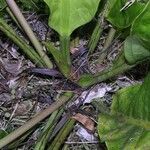 Anthurium ramonense Corteza