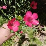 Linum grandiflorum 花