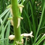 Kniphofia × praecox Bark