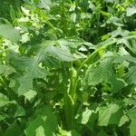 Lactuca biennis Leaf