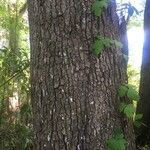Parthenocissus quinquefolia Coajă