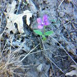 Clarkia rhomboidea Habitus