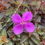 Centradenia inaequilateralis Flor