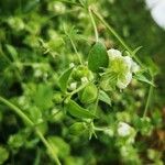 Silene baccifera Žiedas