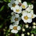 Spiraea hypericifolia Çiçek