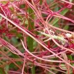 Cuscuta epithymum Annet