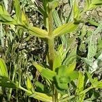 Hypericum tetrapterum Leaf