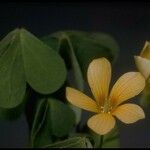 Oxalis suksdorfii Fiore