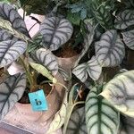 Alocasia baginda Лист