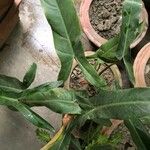 Philodendron bipennifolium Levél