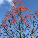 Brachychiton acerifoliusBlomst