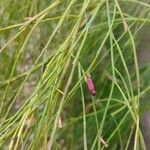 Exocarpos strictus Hábito