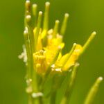 Barbarea stricta Fruit