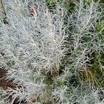 Helichrysum italicum Blatt