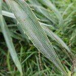 Eryngium yuccifolium Blatt