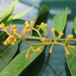 Virola multiflora Flower