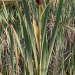 Typha latifolia Blad