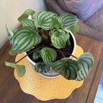 Peperomia argyreiaBlatt