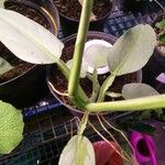 Philodendron hastatum Hoja