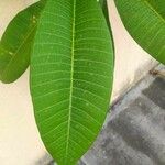 Plumeria rubra Leaf