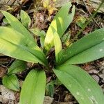 Clintonia borealis Liść