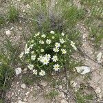 Melampodium leucanthum Habitat