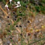 Schizanthus candidus