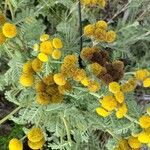 Tanacetum bipinnatum Flor