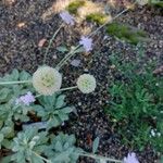 Lomelosia cretica Cvet