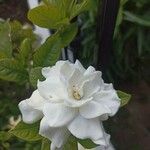 Gardenia jasminoidesFlor