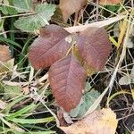 Toxicodendron radicans Ліст