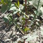 Lactuca dissecta Habit