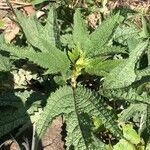 Girardinia diversifolia Blatt
