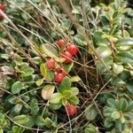 Vaccinium vitis-idaeaLeht