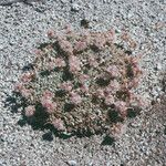 Eriogonum ovalifolium Pokrój