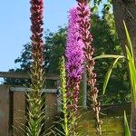 Liatris pycnostachya Λουλούδι