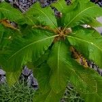 Quercus pontica Blatt