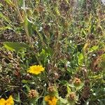 Grindelia squarrosa Fiore