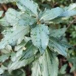 Cistus laurifolius Blad