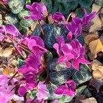 Cyclamen purpurascens Kwiat