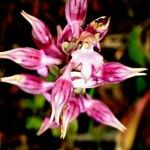 Anacamptis sancta Blüte