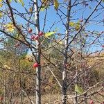 Malus baccata Habitus