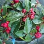 Gaultheria procumbens Blatt