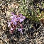 Campylanthus salsoloides Flor