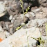 Castellia tuberculosa Habit