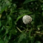 Melanthera nivea 花
