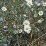 Erigeron pumilus ᱛᱟᱦᱮᱸ