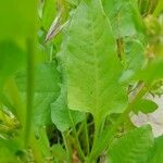 Rumex spinosus Blad